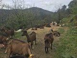 À Brahic, La Ferme Terre Api, ses fromages de chèvre, faisselles et bûches