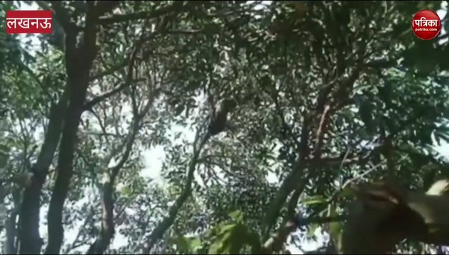 लखनऊ बंथरा के लीलाखेड़ा गांव में पंहुचा तेंदुआ हिंदी न्यूज़