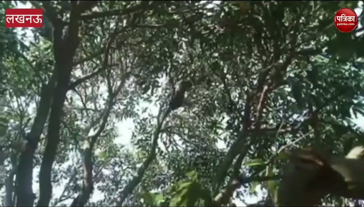 लखनऊ बंथरा के लीलाखेड़ा गांव में पंहुचा तेंदुआ ह...