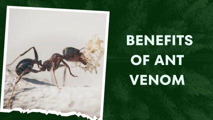 The Surprising Benefits of Ant Venom