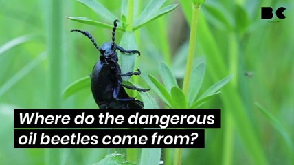 Where do the dangerous oil beetles come from?