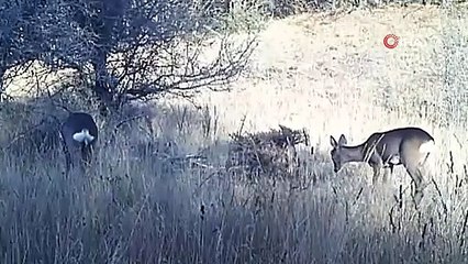 Yaban hayvanları fotokapana yakalandı