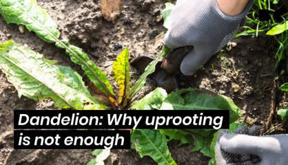 Dandelion: Why uprooting is not enough