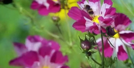 The Simpler Life S01 E06