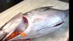 giant tuna fish cutting skill