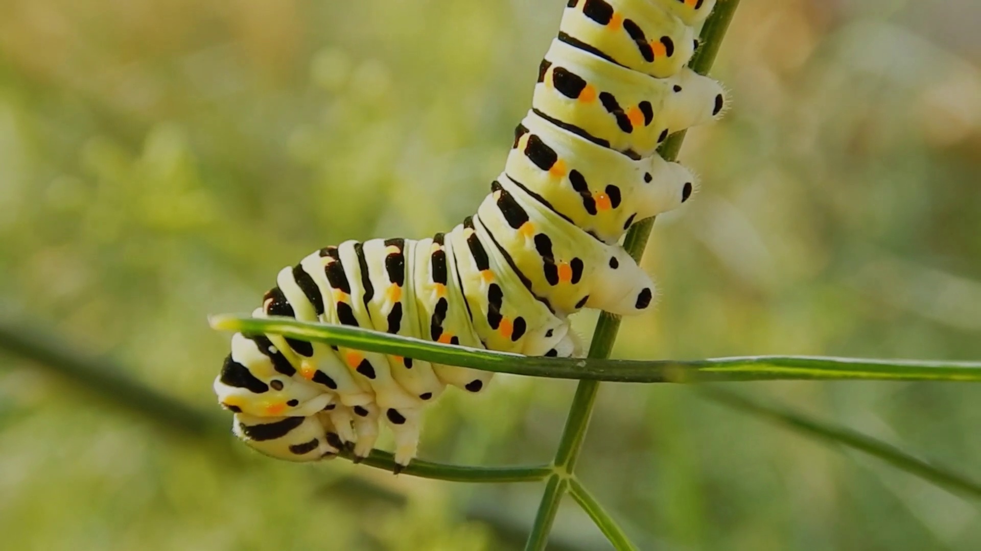 Mind Relaxing Videos