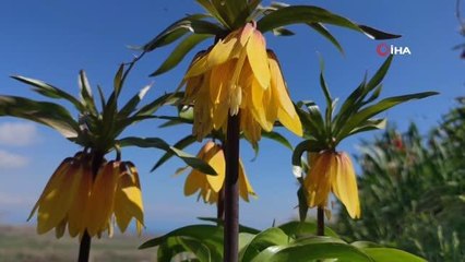 Zerrinkadeh çiçekleri ve ters lalelerle bürünen doğa, doğal fotoğraf stüdyosu oldu