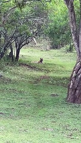 முதுமைலையில் சாலையோரம் ஒய்யாரமாக ஓய்வெடுத்த புலி; வியப்புடன் வேடிக்கை பார்த்த மக்கள்