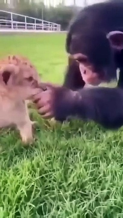 Best_Friends_for_Life._SUBSCRIBE(360p)