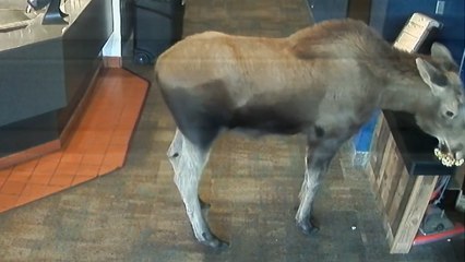 When you thought you were watching a romantic comedy, but it turns out to be a moose-ical