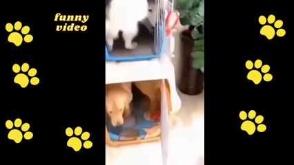 funny  dogs reactions part 7 No Languages only funny voices |Sabeera smc funny videos 2023