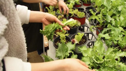 [녹색] 농업기술 개발·현장 보급 기간 반으로 줄인다 / YTN