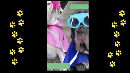 funny  dogs reactions part 18 No Languages only funny voices |Sabeera smc funny videos 2023