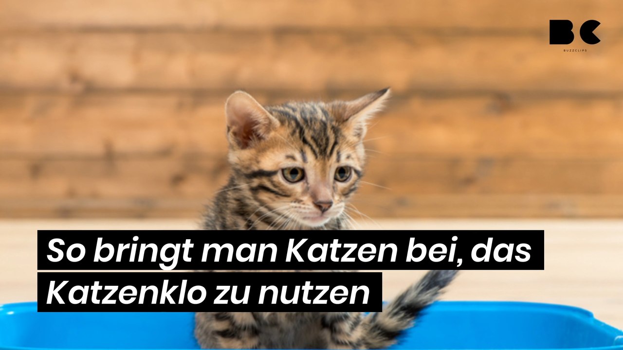 So bringt man Katzen bei, das Katzenklo zu nutzen