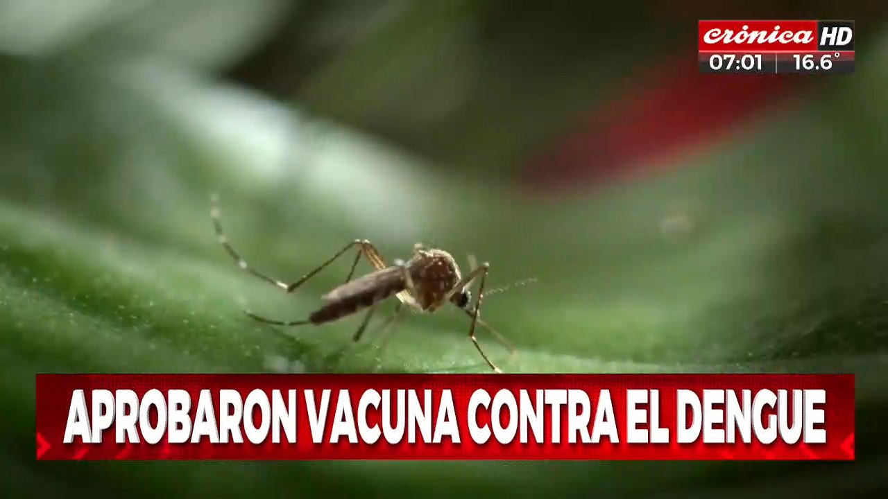 Aprobaron vacuna contra el dengue: ¿Cuándo llegará al país?