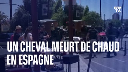 Canicule en Espagne: ce cheval meurt à Séville alors qu'il tirait une calèche