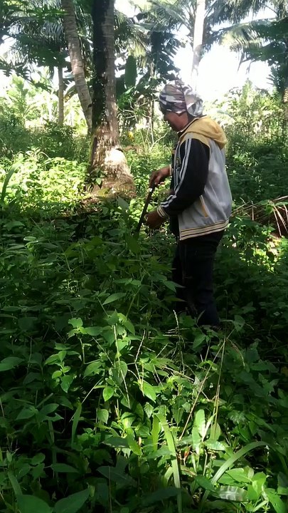 Menebas Rumput Di Kebun Kelapa