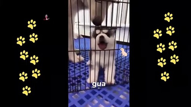 funny dogs reactions part 20 No Languages only funny voices Sabeera smc funny videos 2023