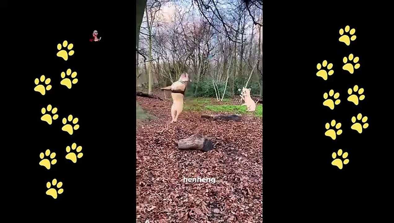funny  dogs reactions part 21 No Languages only funny voices Sabeera smc funny videos 2023