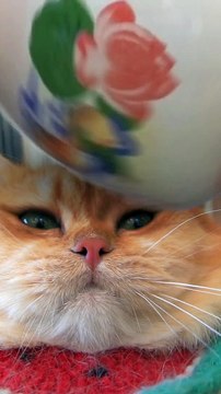 Naughty kittens With hen||Cute Cats Cots #billy ||Tom and jerry ||