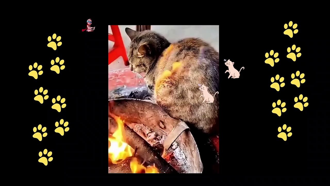 funny  dogs reactions part 23 No Languages only funny voices Sabeera smc funny videos 2023