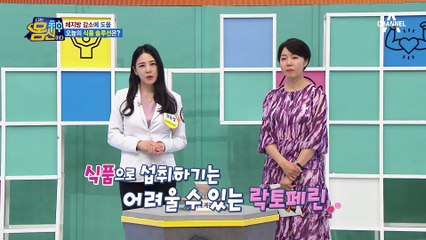 체지방 감소에 효과적인 락토페린♥ 지방세포 크기를 줄여준다♬