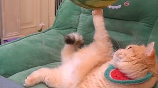 Big funny fighters kittens ||Cute Cats Cots #billy #fyp ||Just Animals Funny Videos