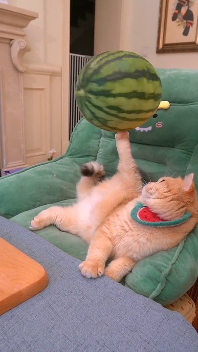 Big funny fighters kittens ||Cute Cats Cots #billy #fyp ||Just Animals Funny Videos