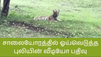 நீலகிரி: சாலையோரம் ஒய்யாரமாக ஓய்வெடுத்த புலி!