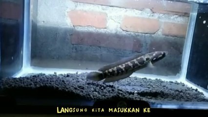 Kasih makan Channa asiatica
