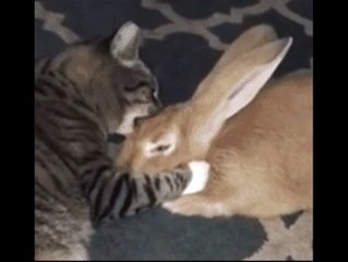 Funniest Cats Ever Doing Silly Things!