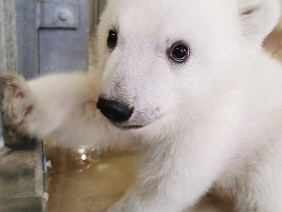 Nachwuchs im Tierpark: Hagenbeck begrüßt neues Eisbärbaby!