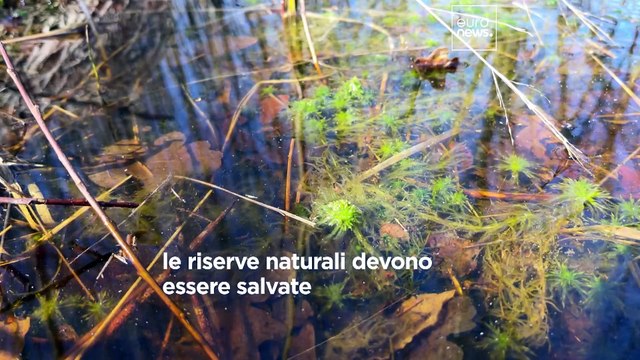 Paesi Bassi, braccio di ferro tra il governo e gli allevatori di bestiame sulle emissioni di azoto