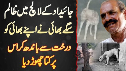 Jaidad Ke Lalach Me Zalim Bhai Ne Apne Bhai Ko Darakht Se Bandh Kar Us Par Kutta Chor Dia