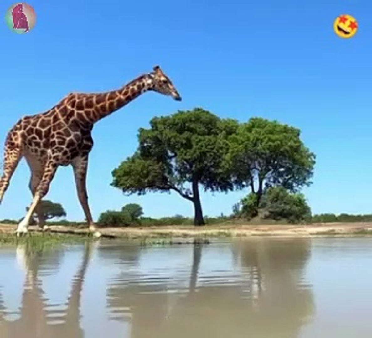 ⁣Giraffe drinking water at lake