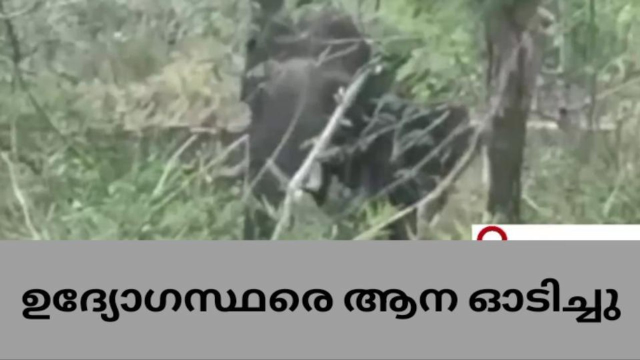 ജിയോ ടാഗിങ്ങിനായി എത്തിയ ഉദ്യോഗസ്ഥരെ ആന വിരട്ടിയോടിച്ചു