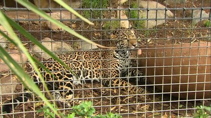 This Jaguar Is Hungry! Find Out What She’s Eating