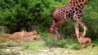 The Fierce Battle Between Giraffe With Lion Hunger To Fight For Life - The Harsh Life of Wild Animals