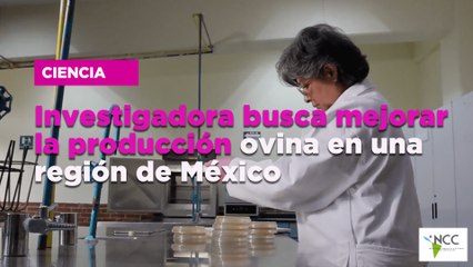 Investigadora busca mejorar la producción ovina en una región de México