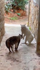 Cute Cat Fight Sound 