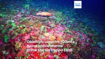 Ocean census, al via il più grande programma di scoperta della vita marina della storia