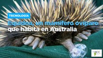 Equidna, un mamífero ovíparo que habita en Australia