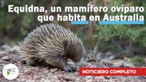 Equidna, un mamífero ovíparo que habita en Australia | 547 | 01 al 07 de mayo 2023
