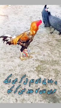 Imran Khan - Which One is Better for You? #imrankhan #pti #syedaminkhantv