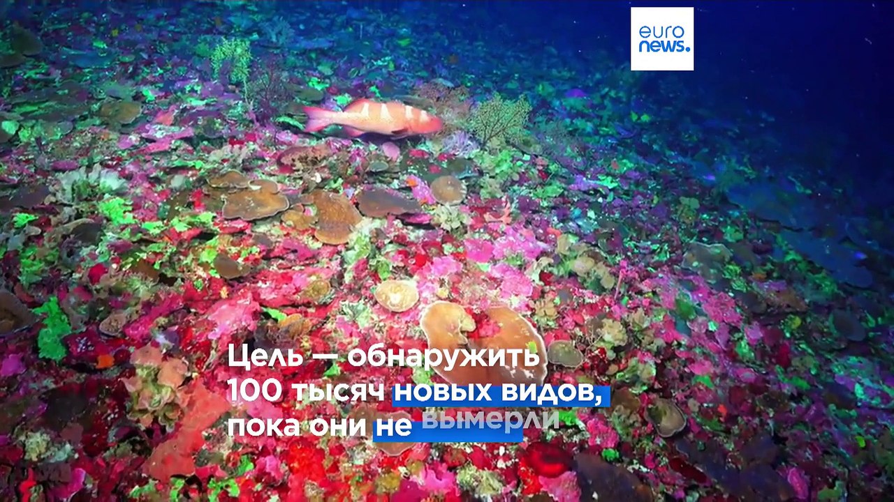 "Перепись океана": ученые ищут новые виды рыб и...