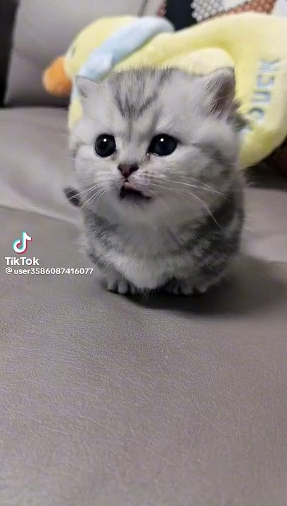 Beautiful cats