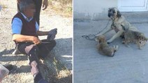 Kocaeli'de ağaca bağladığı köpeğe cinsel saldırıda bulunan yaşlı adama 5 ay hapis ve 600 TL para cezası