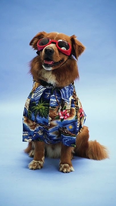 style dog