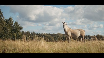 Die Pferdefreunde - Für die Pferde
