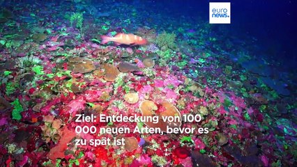 "Volkszählung" im Ozean: Experten wollen 100,000 neue Spezies entdecken